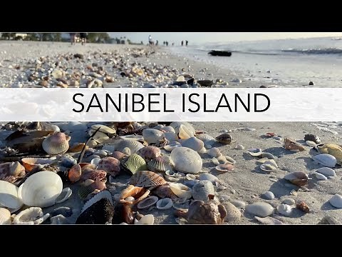 Hunting for shells after a storm. Post tornado beachcombing on Sanibel Island.