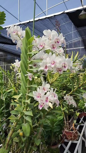 Dendrobium Nong Alsagoff: A Guide to Orchid Care and Varieties