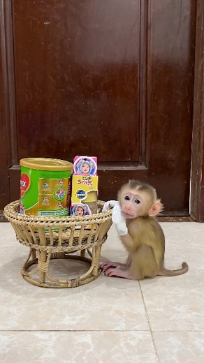 7.8K views · 40 reactions | Support Baby Monkeys  Every rescued...