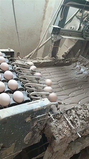 High-Speed Automated Egg Collection and Elevator System in Modern Poultry Farming