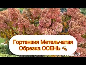 ГОРТЕНЗИЯ МЕТЕЛЬЧАТАЯ- ОБРЕЗКА ОСЕНЬ 🍂