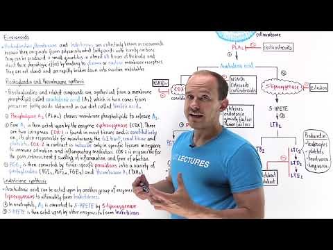 Synthesis of eicosanoids (prostaglandins, thromboxane, leukotrienes)