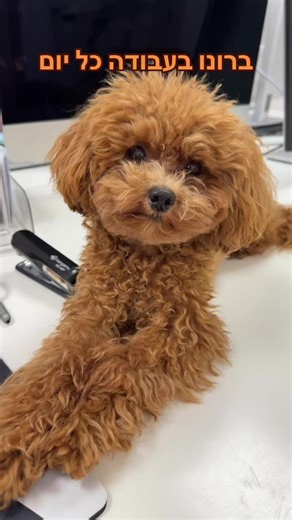 Grooming a Fluffy Poodle: Tips for Pet Owners