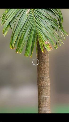 Nature photography trips and tricks and editing tutorial