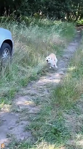 The dog was running too fast to stop.😂😂#funnyvideo #pet #tiktok #funnytiktok #dogs #dogtiktok #funny #dog #fyp