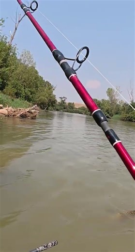 PICADA DE SILURO DESDE PATO ⚠️#siluro #picada #silurosdesdepato #picadasendirecto