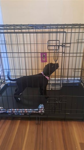 18 reactions · 10 comments | Someone thinks the dog crate is bullshit  藍  | Jacob Humphrey | Facebook