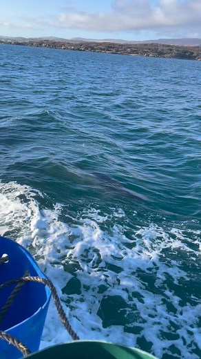 145 reactions | Fishing experts  Wonderful capture from Tom on the...