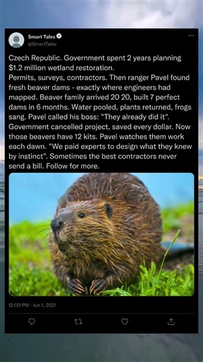 Beavers: The Engineers Humans Can’t Beat 🦫🏗️ #shorts #nature #wildlife