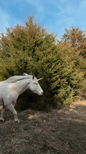 Calypso the Unicorn Loves Springtime Adventures