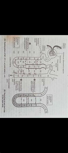Counter current Mechanism || Mechanism of Concentration of Urine #science #neetpreparation #shorts