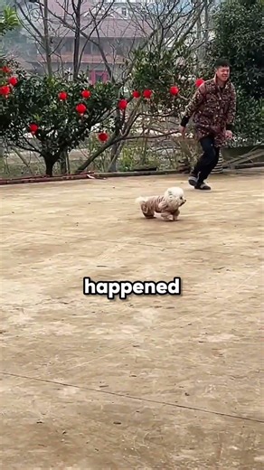This Dog Won’t Touch Firecrackers Ever Again💔#shorts #dog #viral