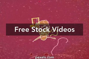 Cartoon Music Videos, Download The BEST Free 4k Stock Video Footage & Cartoon Music HD Video Clips
