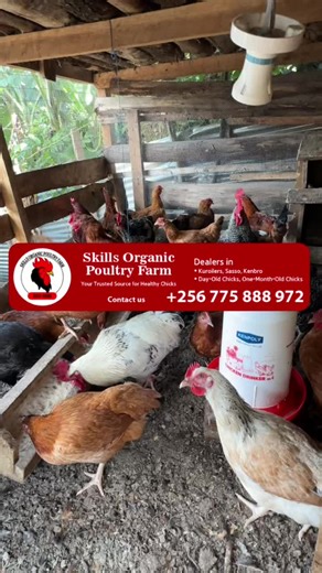 Understanding Poultry Health: Hens and Cocks Care Tips