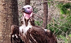 Dallas Zoo Vulture Dies Under “Very Suspicious” Circumstances… $10,000 Reward Is Offered For Information | Whiskey Riff