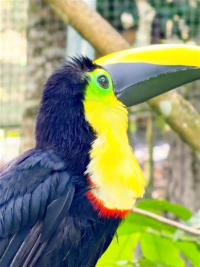 Tucán: curiosidades sobre el pico y qué animales tienen picos