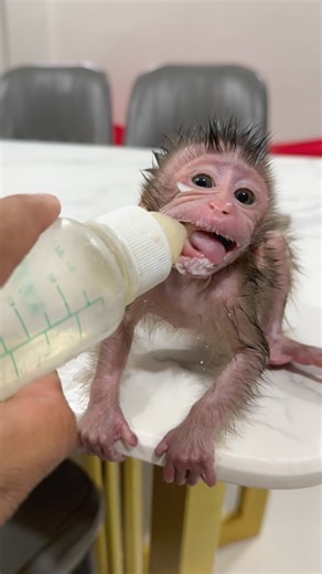 19K views · 293 reactions | MonkeyMiMi #monkey #monkeys #monkeylove #babymonkey #funnymonkeyMonkeyMiMi #monkey #monkeys #monkeylove #babymonkey #funnymonkey | Monkey MiMi | Facebook