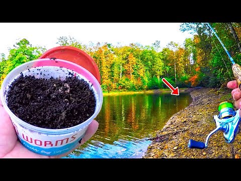 Easy Way To Catch Loads Of Big Bluegill Without A Boat!
