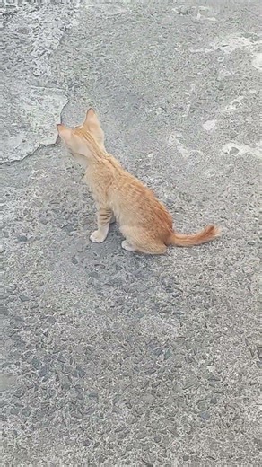 ipa cat #shorts #memes #ipa #internationalphoneticalphabet #videos