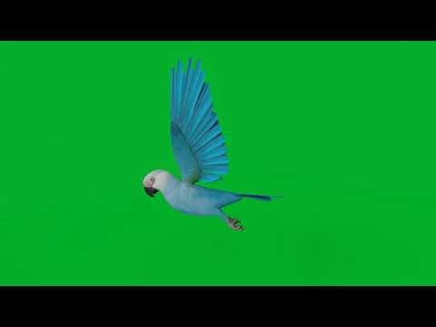 Spix Macaw Bird