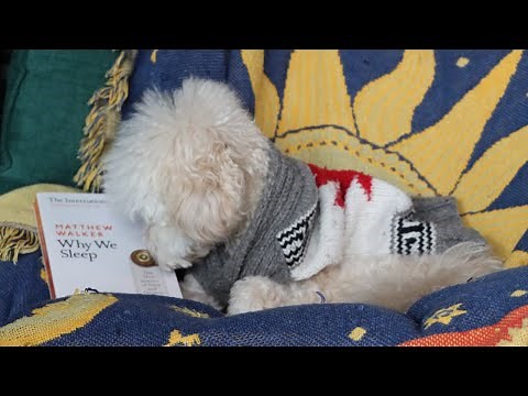 Why We Sleep While Reading: How To Stop Falling Asleep While Reading