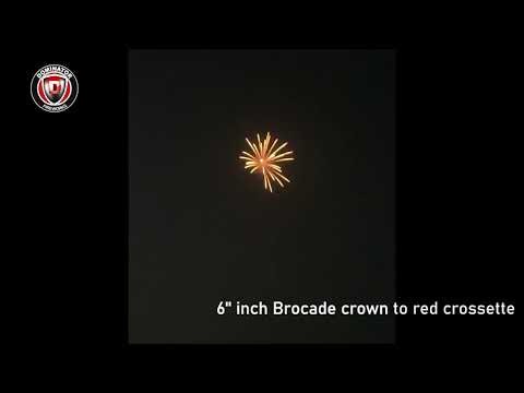 6inch Display shell-15 Brocade crown to red crossette