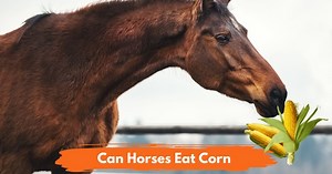Can Horses Eat Corn? - National Equine