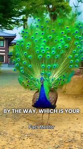 Falmingo Bird ##flamingo #DidYouKnow #facts | Fact Mentor