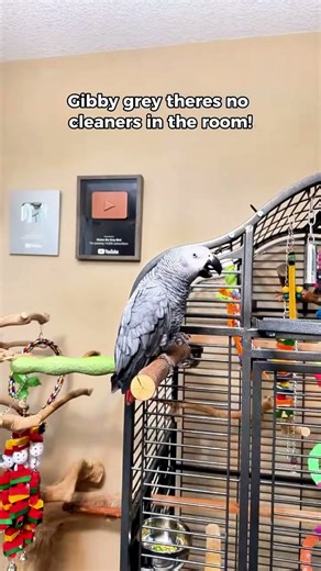 If I don't hire Giz a cleaner he is going to War 😅 #africangrey #talkingparrot #funnyparrot