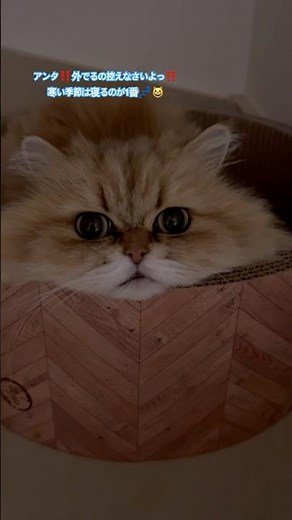 我が家に熊🐻出ました‼️#cat #子猫 #子ネコ #猫 #猫のいる暮らし #ねこ #くま#熊