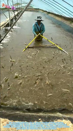 Der Garnelenfang: Die Ernte der Aquakultur