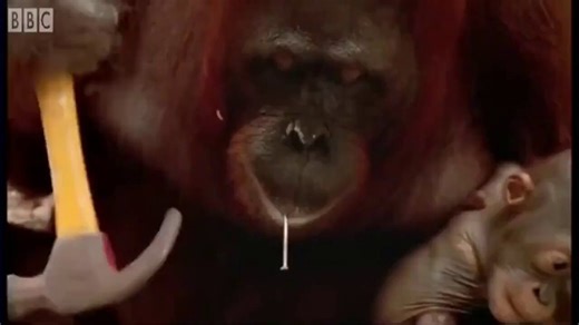 My coworker, who codes in Python, looking at me write JavaScript.