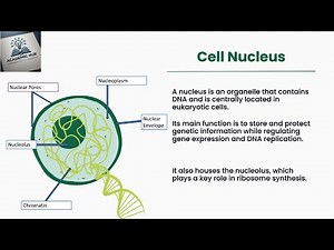 What is Cell Nucleus? | The Cell Nucleus: Structure, Function, and DNA's Control Center