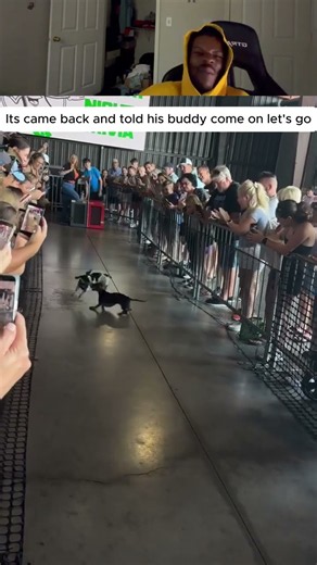 Its came back and told his buddy come on let's go #funny #duet #viral #comedy #animals #cute