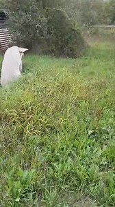 28K views · 1.4K reactions | La Papi Land toate animalele sunt in grajduri acum, acolo ploua linistit, au mancare, au apa proaspata, dar cel mai important este ca sunt in siguranta, iubite si respectate  | Kola Kariola | Facebook