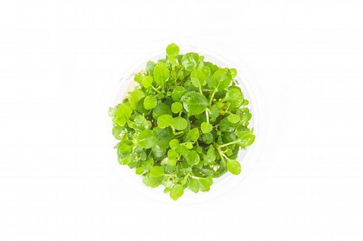 Lobelia Cardinalis UNS Tissue Culture