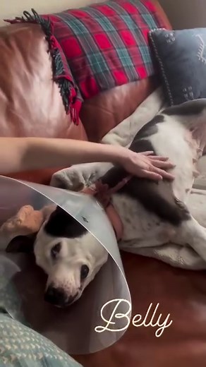 Happy Monday morning everyone. 😎 Belly is here with an update from her surgery. This girl keeps throwing us curve balls. When she was under for her surgery they found 2 additional masses. 👎 With an already lengthy and complicated surgery they couldn’t keep her under anesthesia for as long as it would take to remove all 3. They were able to get 2 of them and the 3rd was aspirated and sent off for further diagnosis to decide next steps. We will keep everyone posted on the results when they are b