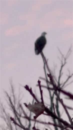 Yes you missed the CHRISTMAS EAGLE that likely flew from the CHRISTMAS BARGE shown earlier. | Indiana Dunes Hiking