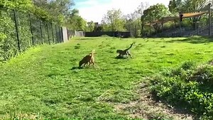 It’s a beautiful day at the Zoo! Kris and her companion dog Remus are excited to play in their yard. These two are doing well and enjoying taking walks through the Zoo with their care team and playing together. | Cincinnati Zoo & Botanical Garden