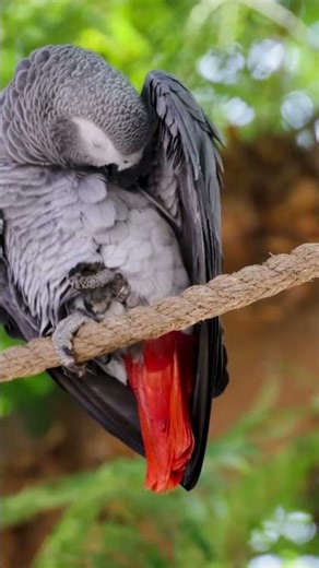 Amazing Facts About Parrots & Exotic Birds You Didn’t Know 🦜 #shorts