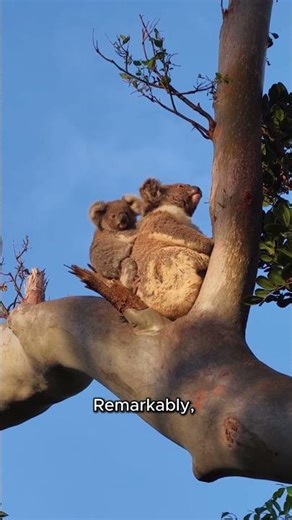 Why Koalas Eat Poison! 🐨🌿#koalas #natureismetal #wildlife #australiananimals #animalscience #shorts