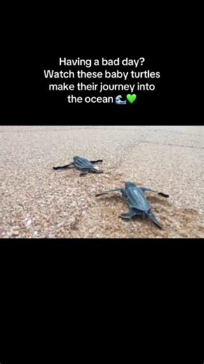 Look at them go! Did you know leatherback hatchlings use natural horizon lines and white crests of waves to find their way to the ocean? However, artificial lights can disorient them, so it's very important to avoid using flashlights or beach lights to ensure we don't interfere with their journey. Spread the word to keep sea turtles safe this summer, and let us know which turtles you're tracking in the comments! 🐢 💚 #turtles #turtlesofinstagram #turtlelovers #wildlifesafety | Fahlo