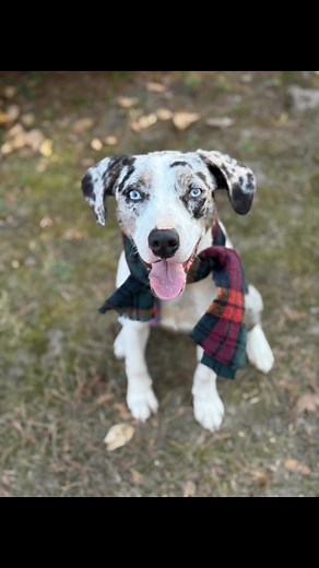 Alaska is a gorgeous female Australian Shepherd mix puppy, approximately 7-11 months old. She’s been scared and unsure in the shelter environment. She would love a new home where she will feel safe & secure, and can work on gaining more confidence. She loves humans more than anything and will be a wonderful companion. Alaska is gentle & dog friendly. Don’t you want to be her Hero? The shelter will be open Tuesday 1:00-7:00.💙 | Joplin Humane Society Animal Adoption & Resource Center