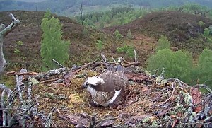 43K views · 6.1K reactions | The first osprey egg has hatched! In...