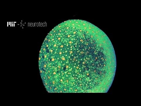 Neurotech 1: Multi-Photon Microscopy