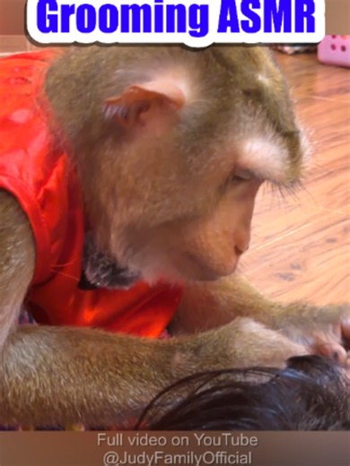 Monkey Grooming Calm Therapy — Relaxing Animal Sounds & Warm Vibes