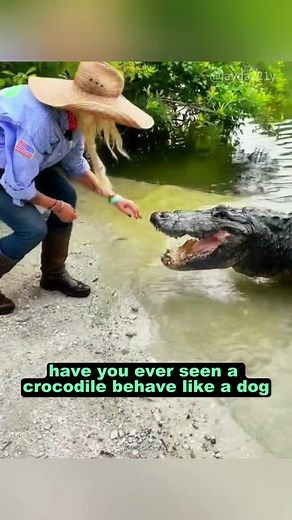 The obedient crocodile #tiktok #foryou #animal #crocodile #healing