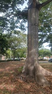 2.6K views · 36 reactions | Mientras el mundo se está yendo al traste yo vine a Tabasco nadamas para abrazar un arbol gigante y conectarme con la naturaleza | Ovni Sereno | Facebook