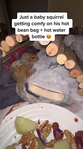 Spoiled Squirrel Gets New Home | Heartwarming Rescue Story