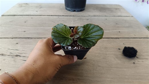 23K views · 230 reactions | Propagation of Begonia from cuttings  #gardening #garden #plants #reels #trendingreel #trendingreelsvideo #facebookviral #facebookreelsviral | Gardening Ideas | Facebook